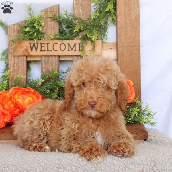 Victor, Mini Goldendoodle Puppy