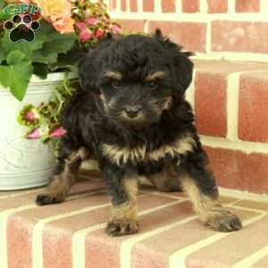 Victor, Maltipoo Puppy