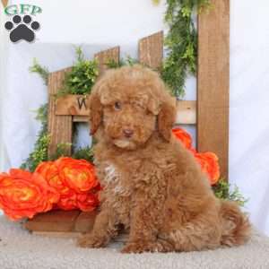 Victor, Mini Goldendoodle Puppy