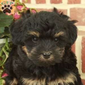 Victor, Maltipoo Puppy