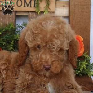 Victor, Mini Goldendoodle Puppy