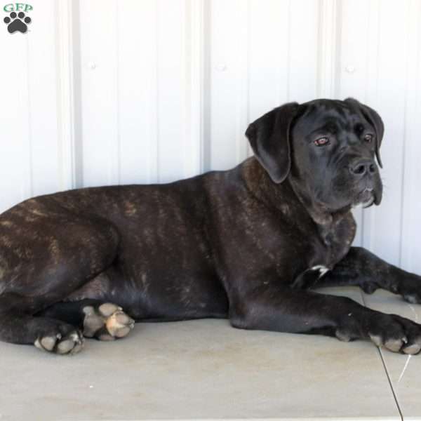Victor, Cane Corso Puppy