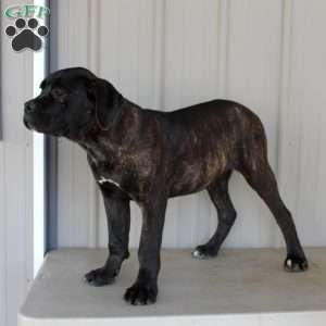 Victor, Cane Corso Puppy
