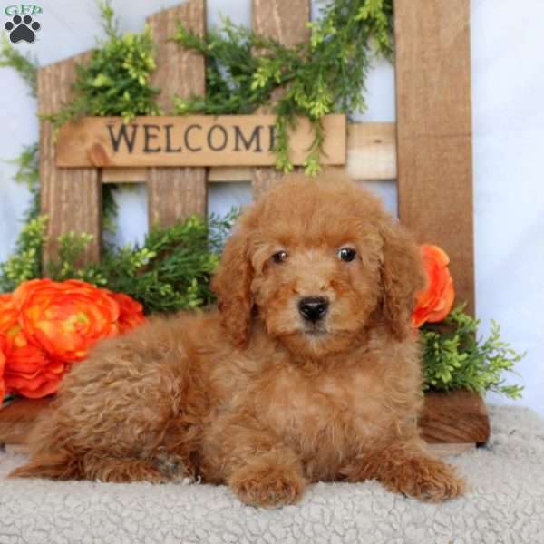 Vince, Mini Goldendoodle Puppy