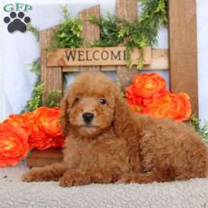 Vince, Mini Goldendoodle Puppy