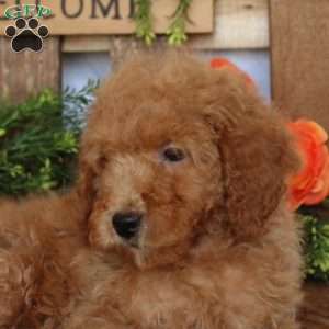 Vince, Mini Goldendoodle Puppy