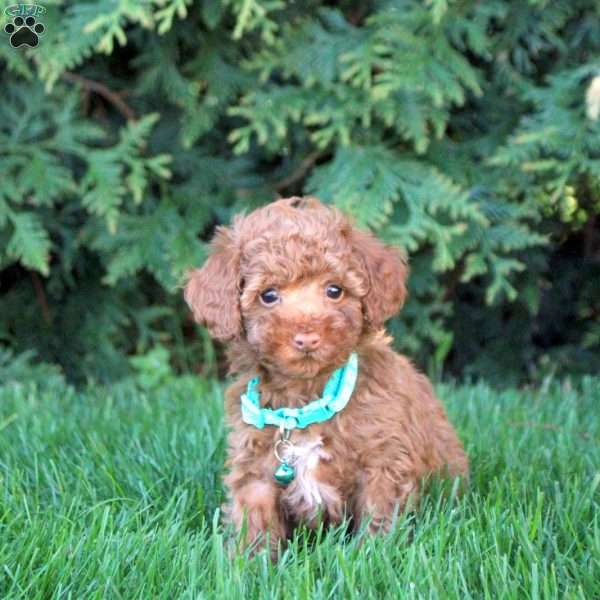 Vincent, Toy Poodle Puppy