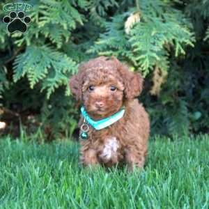 Vincent, Toy Poodle Puppy
