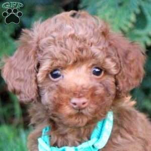 Vincent, Toy Poodle Puppy