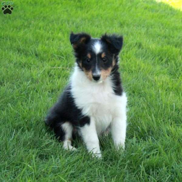 Violet, Sheltie Puppy