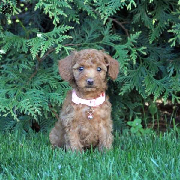 Violet, Toy Poodle Puppy