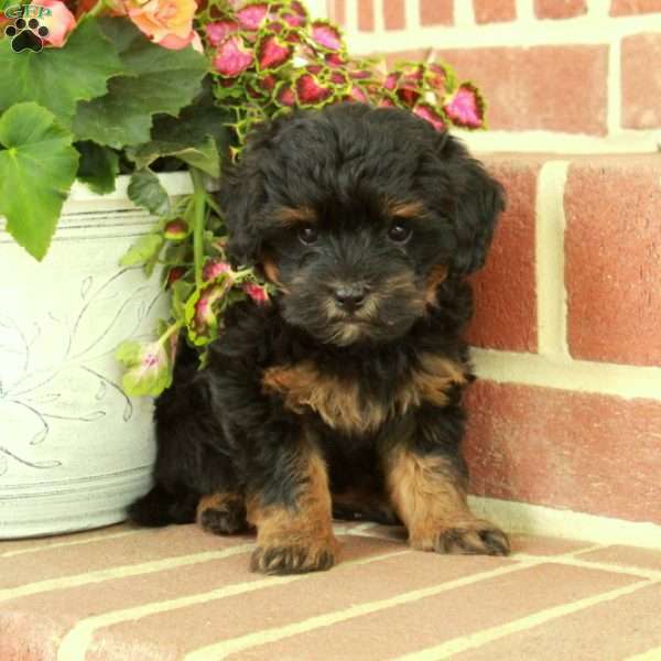 Violet, Maltipoo Puppy
