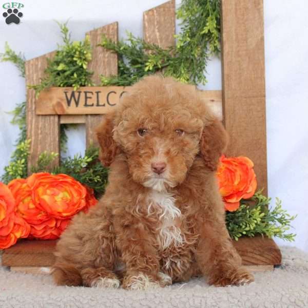 Violet, Mini Goldendoodle Puppy