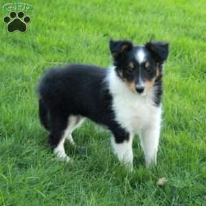 Violet, Sheltie Puppy