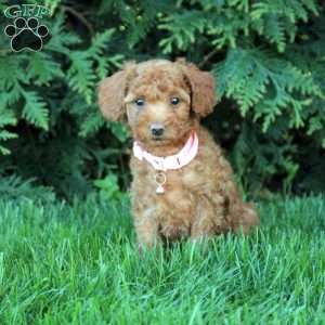 Violet, Toy Poodle Puppy