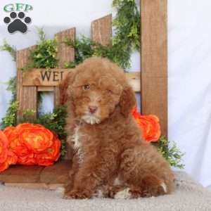 Violet, Mini Goldendoodle Puppy