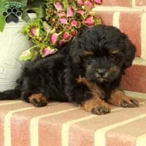Violet, Maltipoo Puppy