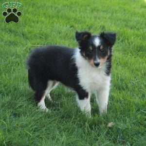 Violet, Sheltie Puppy