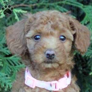 Violet, Toy Poodle Puppy