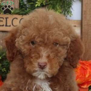 Violet, Mini Goldendoodle Puppy