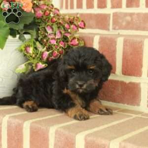 Violet, Maltipoo Puppy