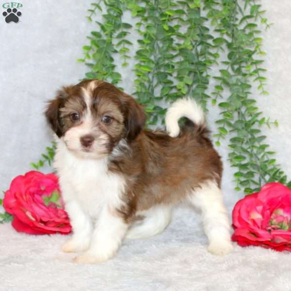 Violet, Teddy Bear Puppy