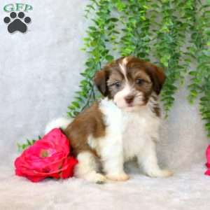 Violet, Teddy Bear Puppy