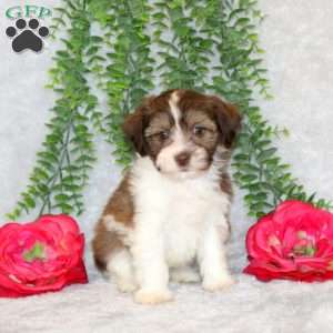 Violet, Teddy Bear Puppy