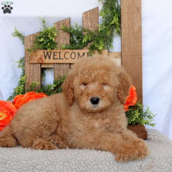 Viper, Mini Goldendoodle Puppy
