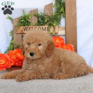 Viper, Mini Goldendoodle Puppy