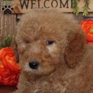 Viper, Mini Goldendoodle Puppy