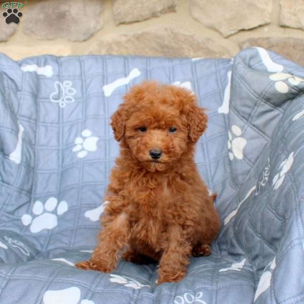 Viva, Miniature Poodle Puppy