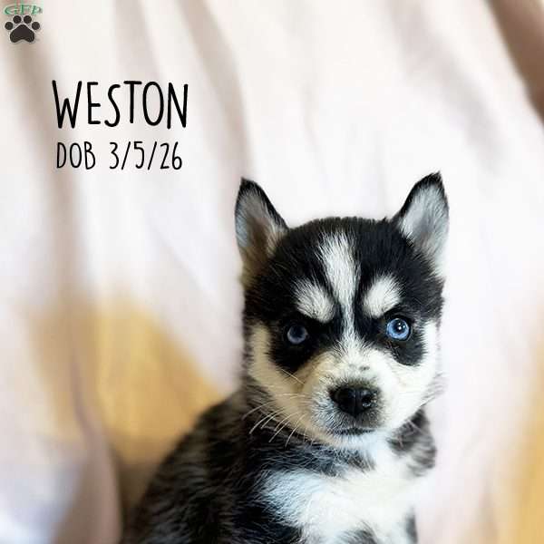 Weston, Pomsky Puppy