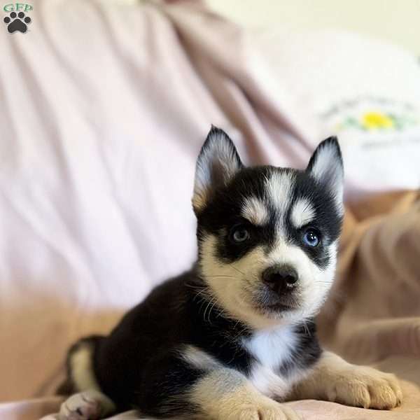 Winston, Pomsky Puppy