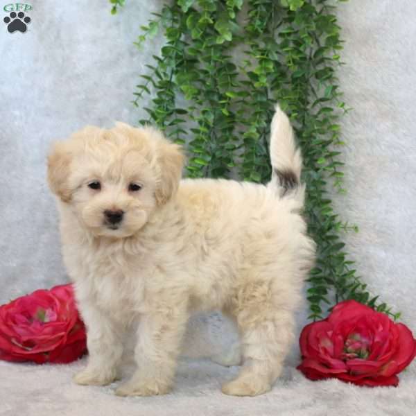 Wade, Maltipoo Puppy