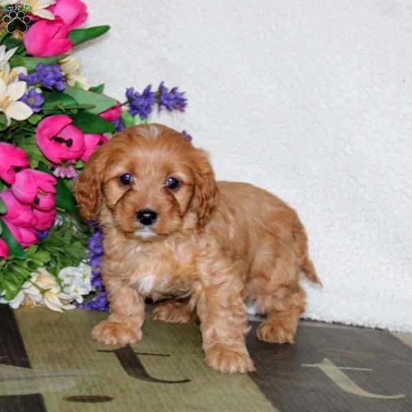Wade, Cavapoo Puppy