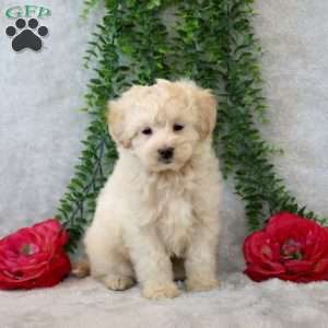 Wade, Maltipoo Puppy