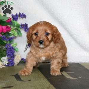 Wade, Cavapoo Puppy