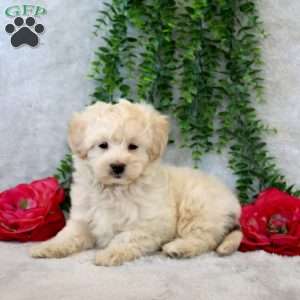Wade, Maltipoo Puppy