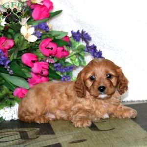 Wade, Cavapoo Puppy