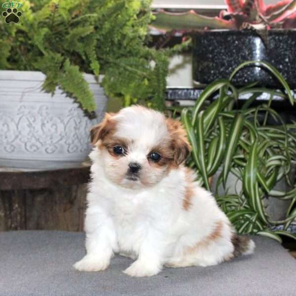 Waffles, Teddy Bear Puppy