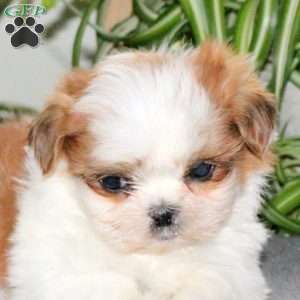 Waffles, Teddy Bear Puppy