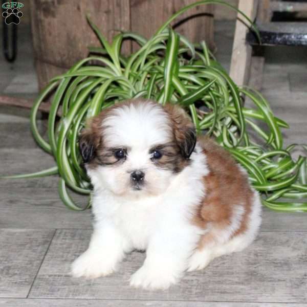 Waldo, Teddy Bear Puppy