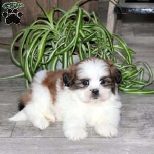 Waldo, Teddy Bear Puppy