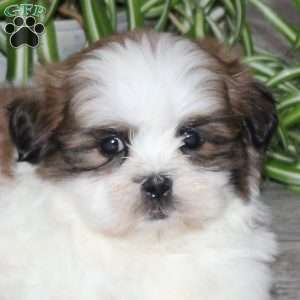 Waldo, Teddy Bear Puppy