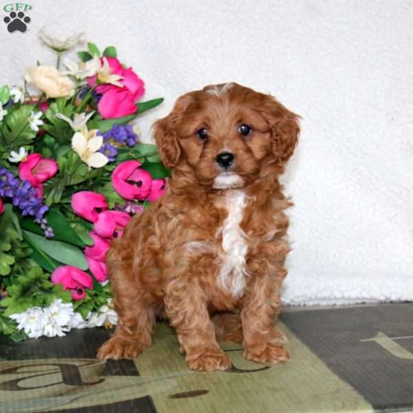 Waldo, Cavapoo Puppy
