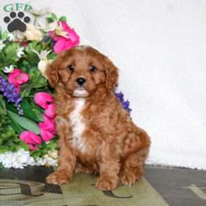 Waldo, Cavapoo Puppy