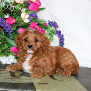 Waldo, Cavapoo Puppy
