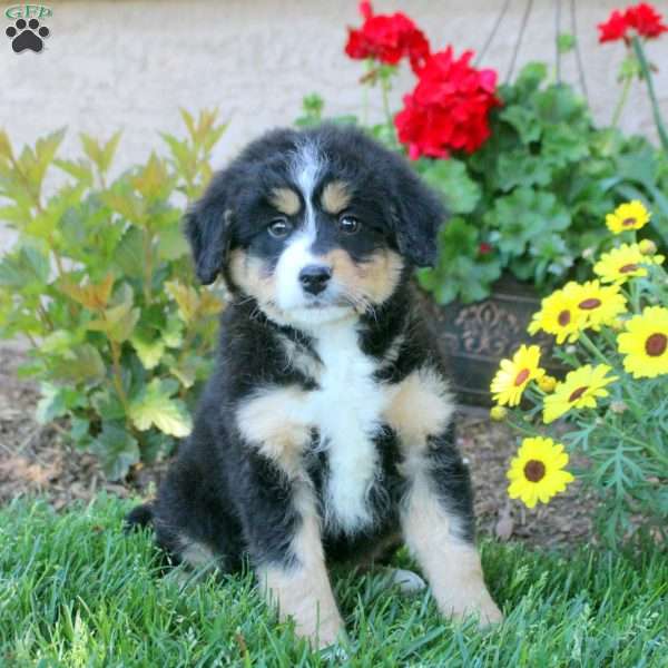 Walker, Mini Bernedoodle Puppy