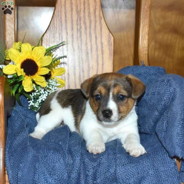 Walker, Jack Russell Terrier Puppy